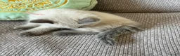 Ragdoll cats for sale: Female Ragdoll kitten - Advert 7
