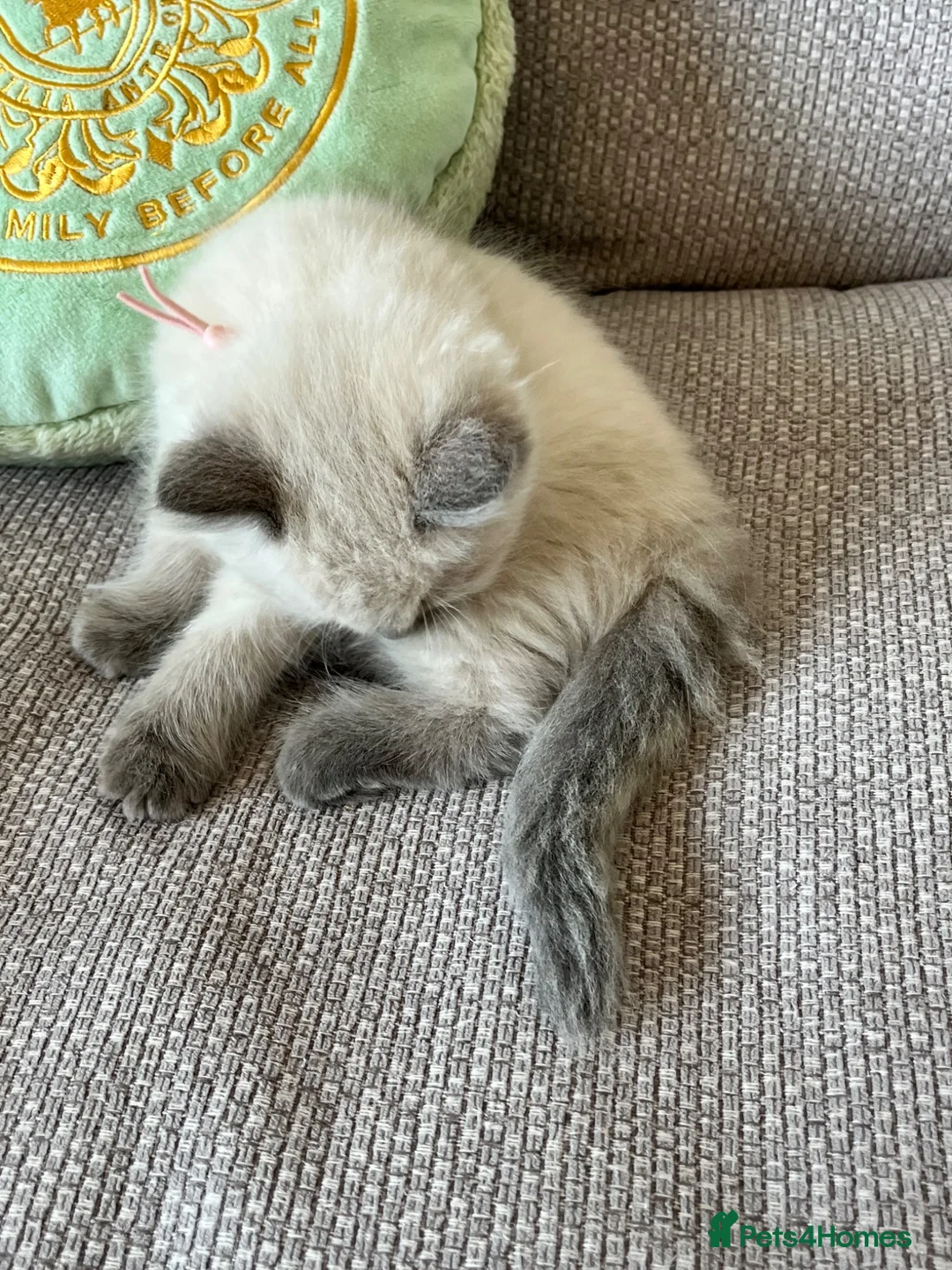 Ragdoll cats for sale: Female Ragdoll kitten - Advert 7