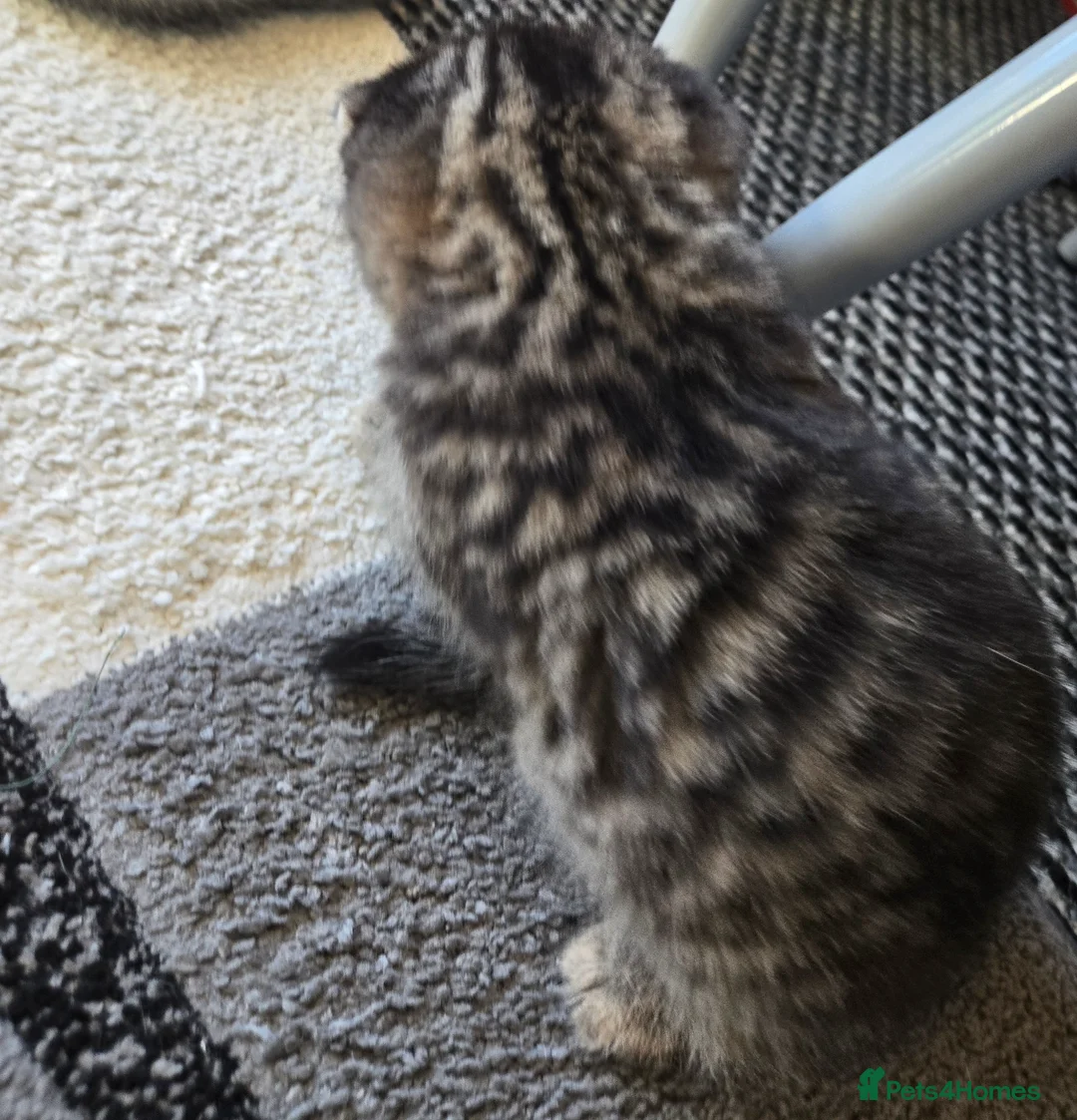 Scottish Fold cats for sale: scottish fold kittens for sale - Advert 9