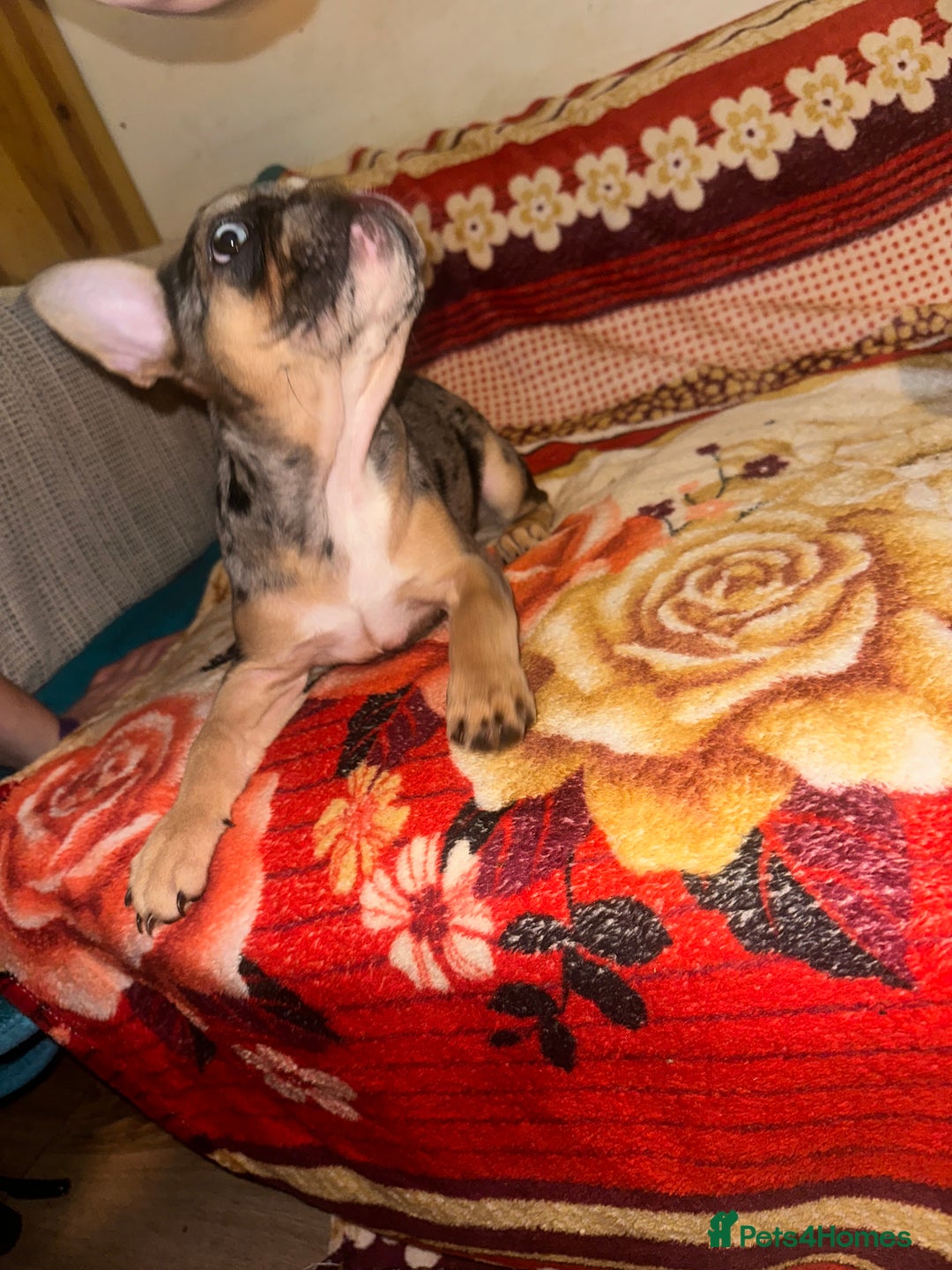 French Bulldog dogs for sale: French bulldog puppies fluffy carriers  - Advert 5