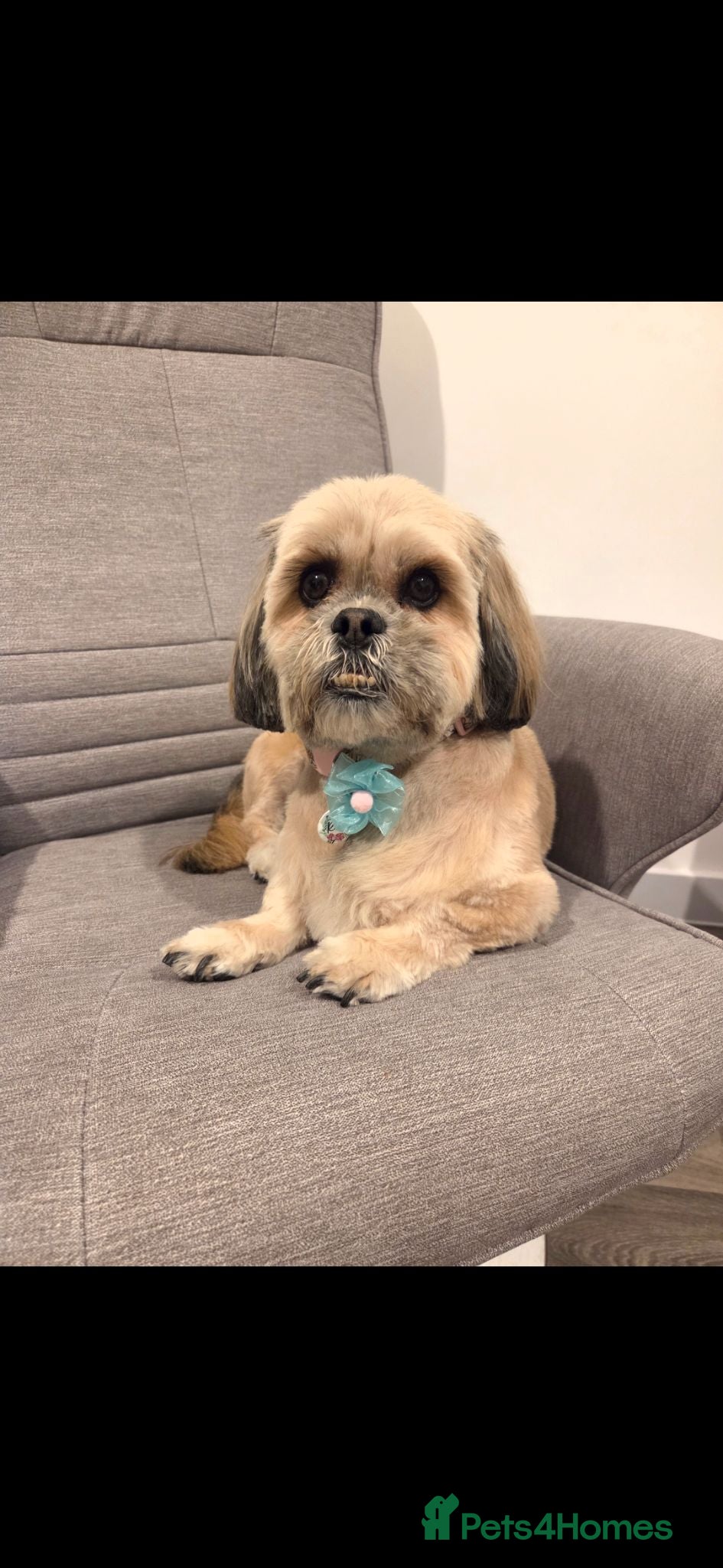 Shih Tzu dogs Rhubarb the shih tzu - Advert 7