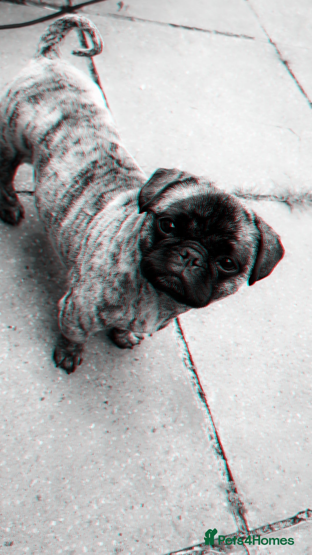 Mixed Breed dogs for sale: 5 year old pug-zu - Image 2