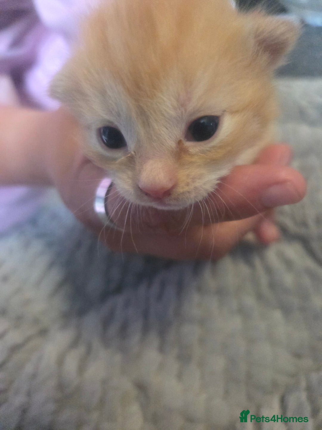 Mixed Breed cats for sale: Nearly 3 weeks old kittens  - Image 1