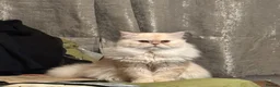 Ragdoll cats for sale: Pedigree Persian For stud - Advert 2