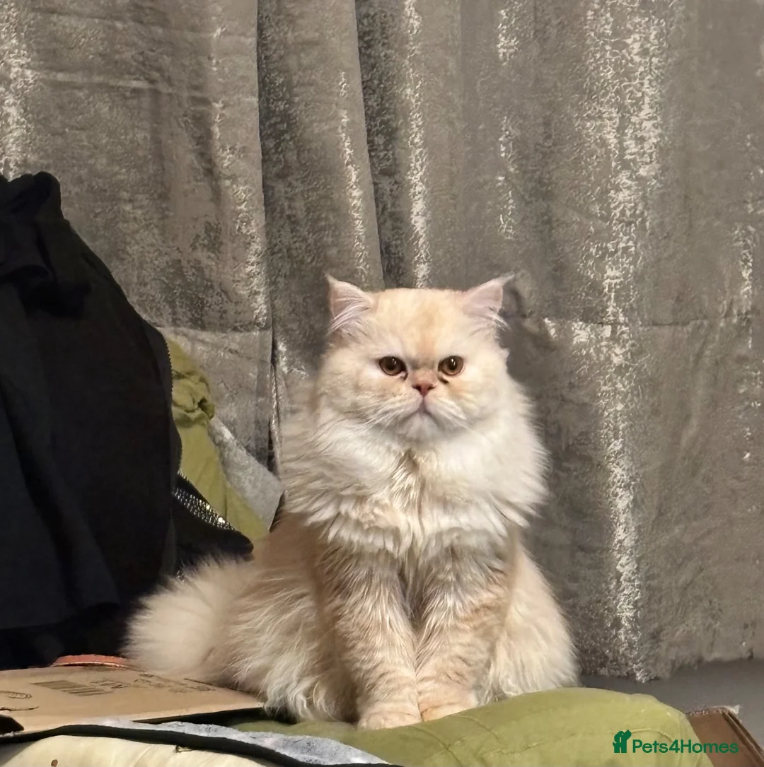 Ragdoll cats for sale: Pedigree Persian For stud - Advert 2