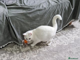 British Shorthair cats Stunning White GCCF reg British Shorthair x 2 - Advert 4