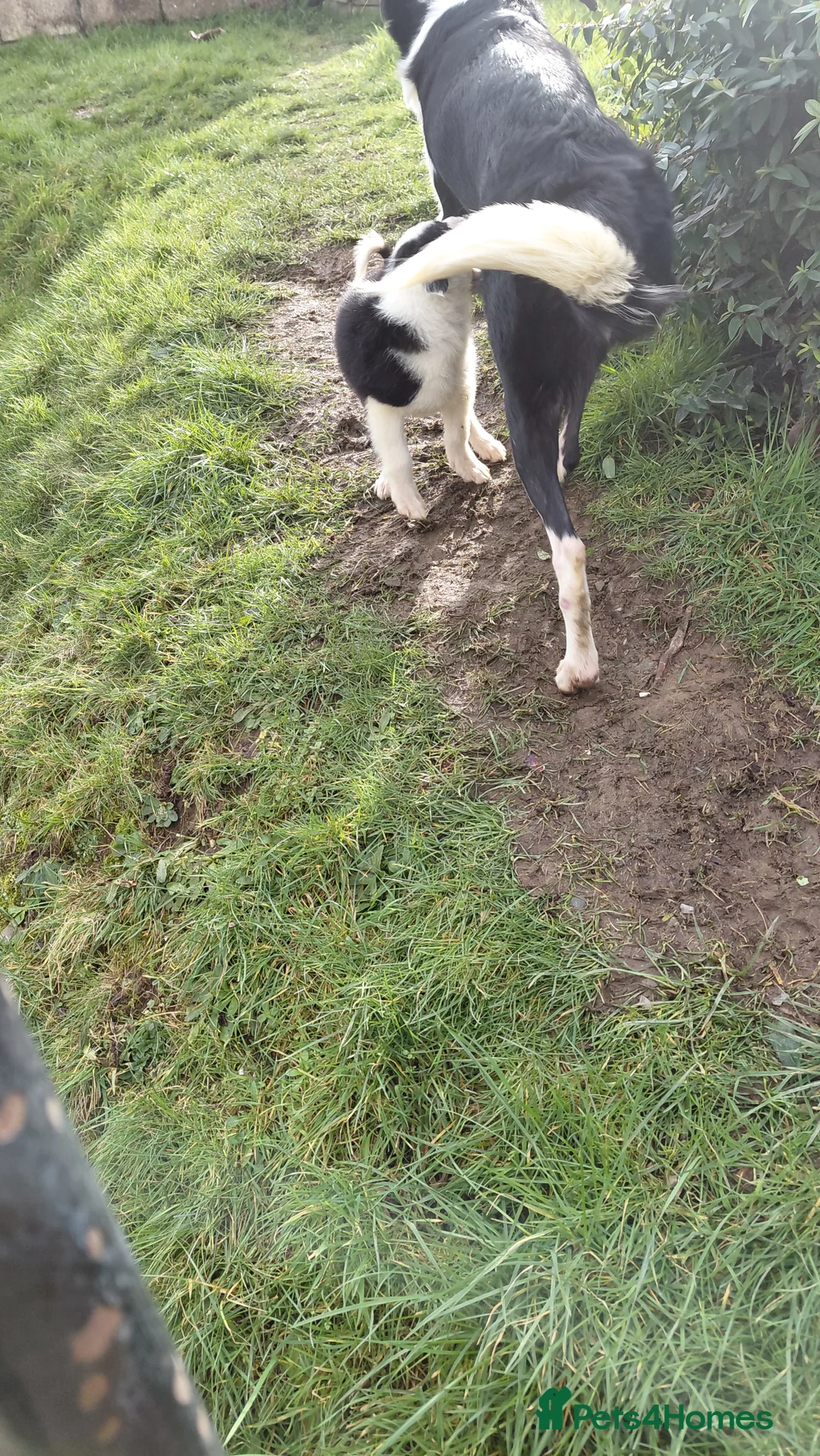 Border Collie dogs for sale: Border collie puppies tris + b/w - Advert 7