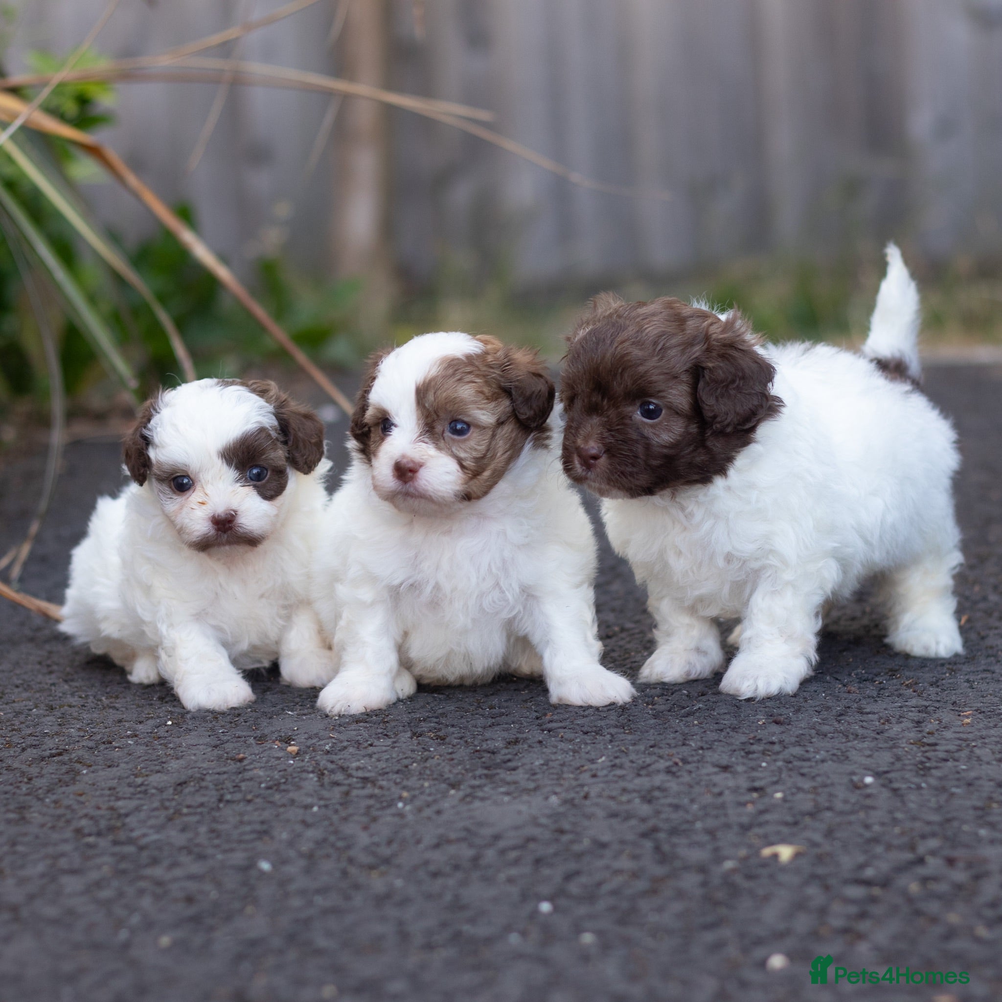 Shihpoo dogs Imperial toy Shih poo puppies  - Advert 1