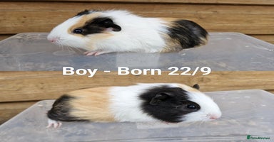 Guinea Pig rodents - Advert 3