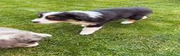 Australian Shepherd dogs for sale: The last beautiful female Australian Shepherd in Poole - Advert 17