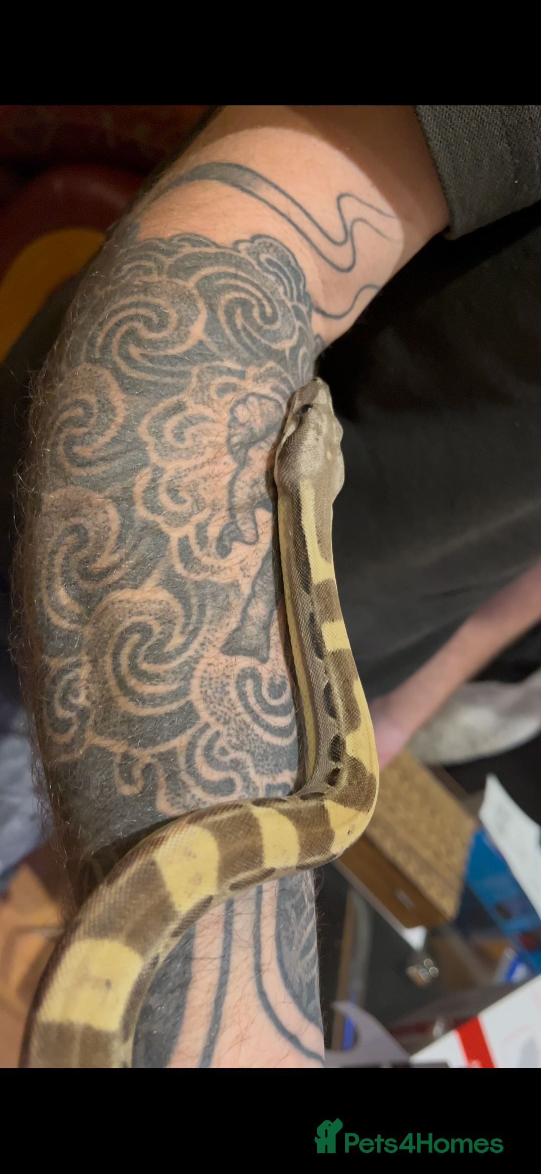 Boa Snake reptiles for sale: Boa constrictor for sale - Advert 2