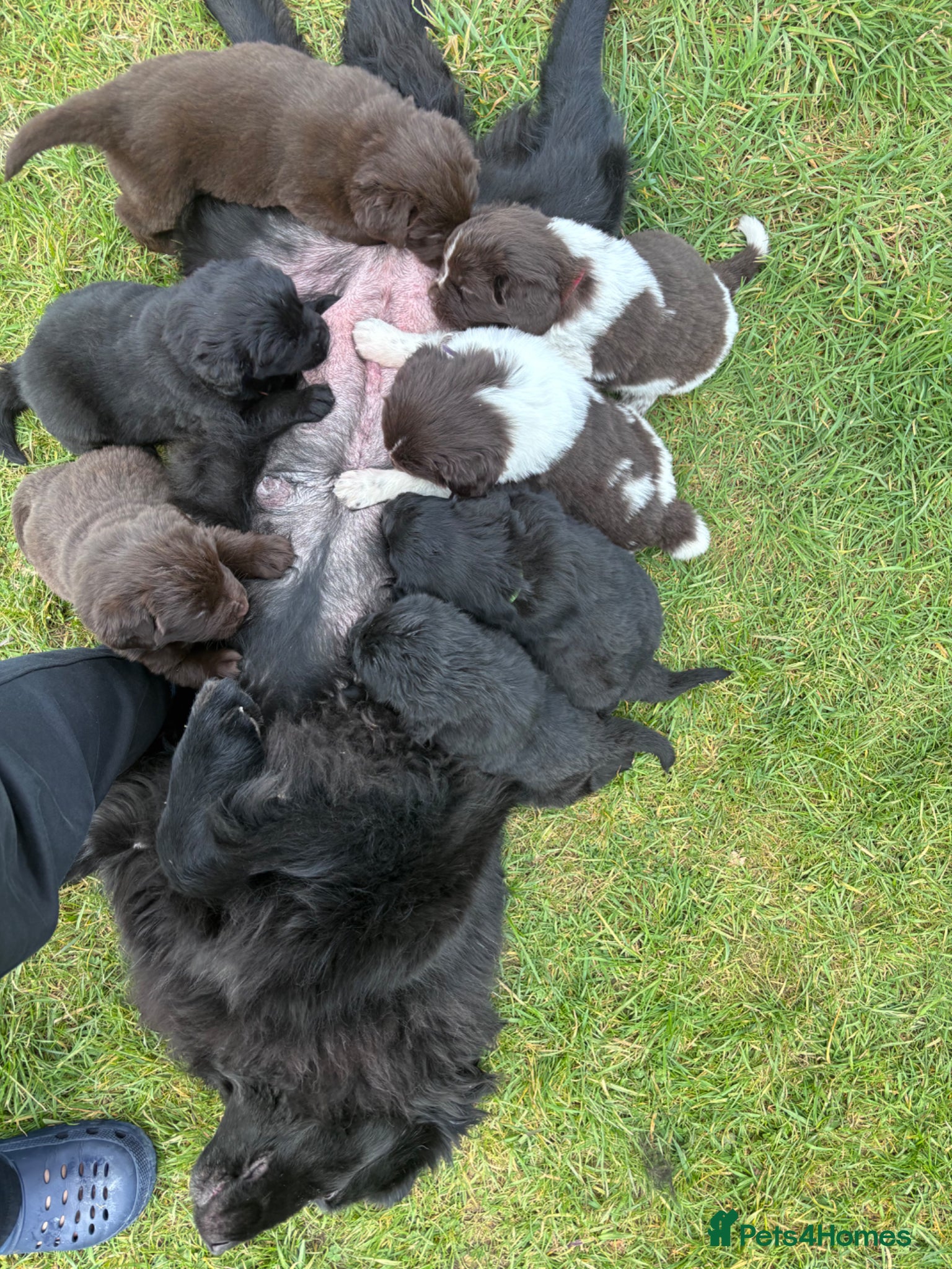 Newfoundland dogs Newfoundland pups - champion line  - Advert 1