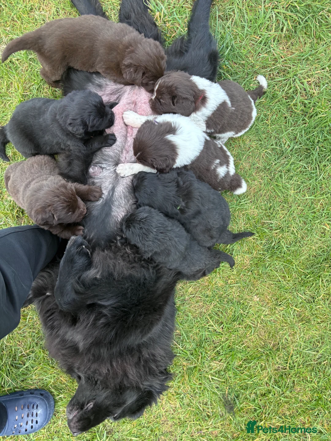 Newfoundland dogs for sale: Newfoundland pups - champion line  - Advert 1