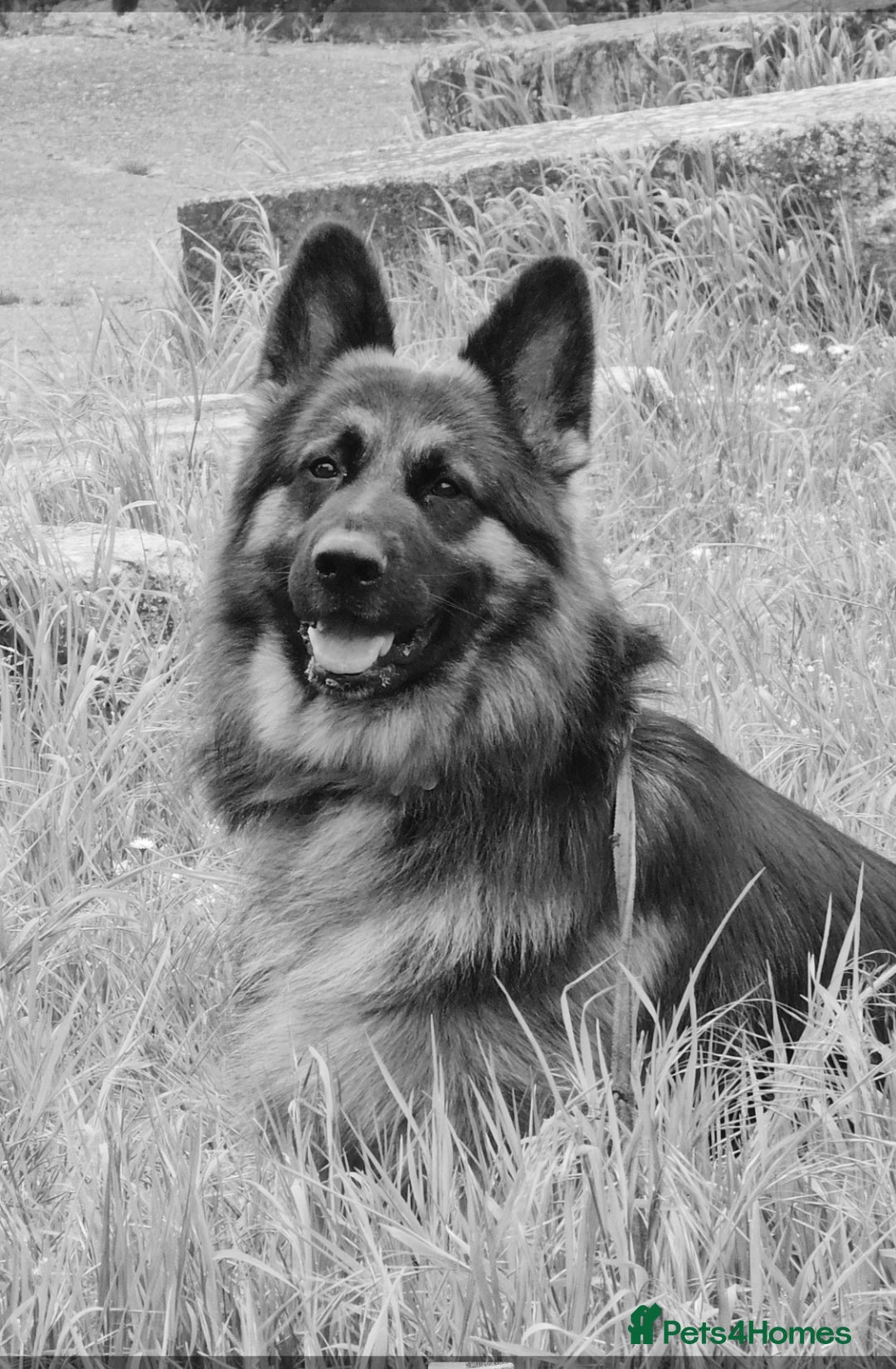 German Longhaired Pointer dogs for stud: Long haired German Shepherd,  GSD for stud in Chatham - Advert 2