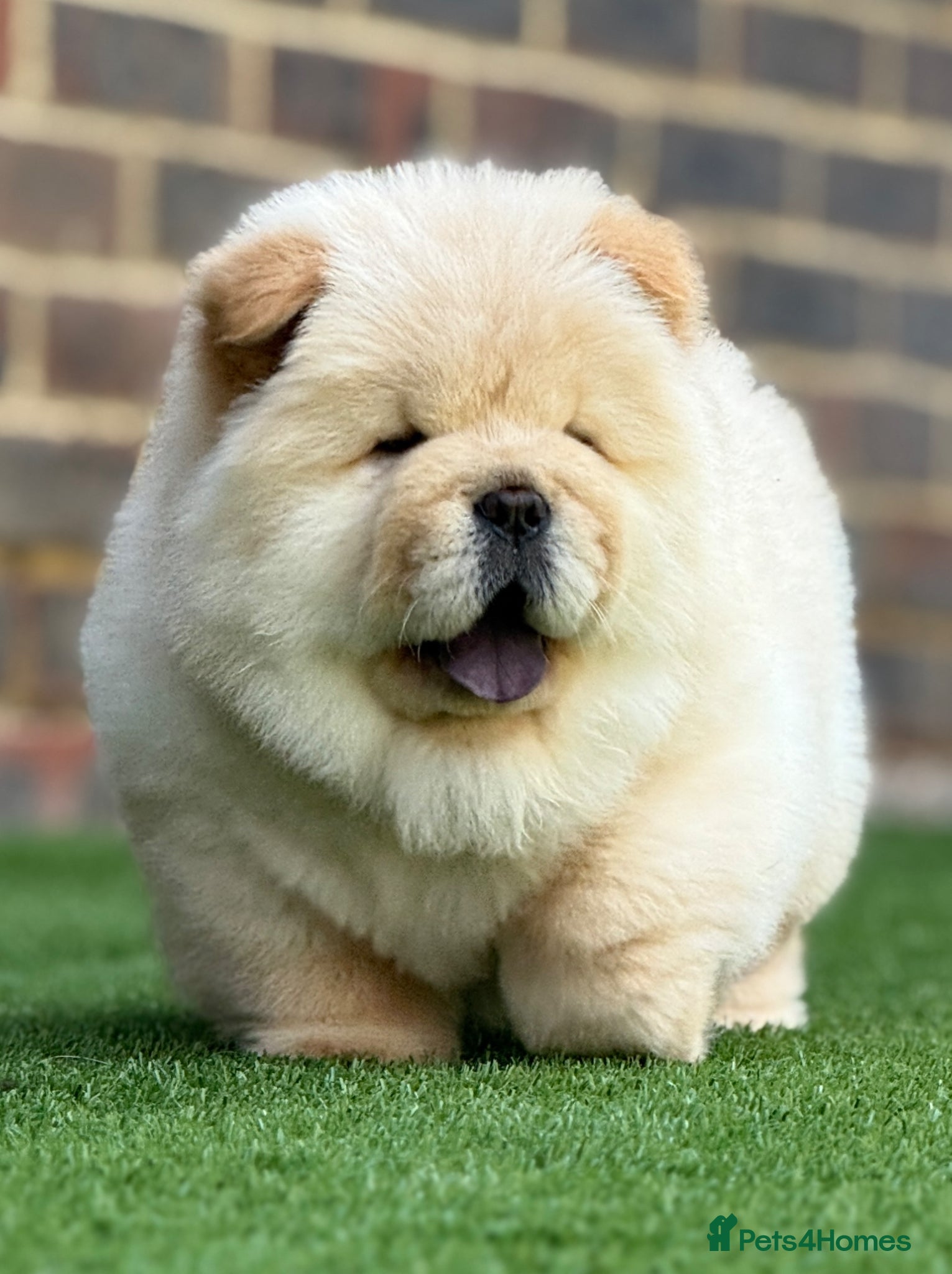 Chow Chow dogs 🧸🧸Beautiful Chow Chow Puppies🧸🧸 - Advert 6