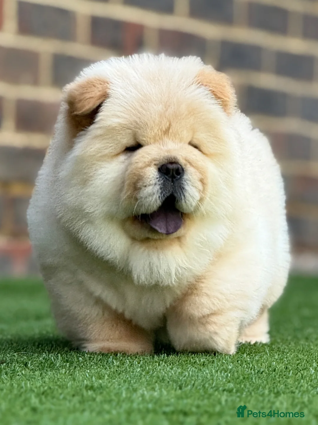 Chow Chow dogs for sale: 🧸🧸Beautiful Chow Chow Puppies🧸🧸 - Advert 1