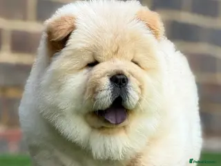 Chow Chow dogs 🧸🧸Beautiful Chow Chow Puppies🧸🧸 - Advert 6