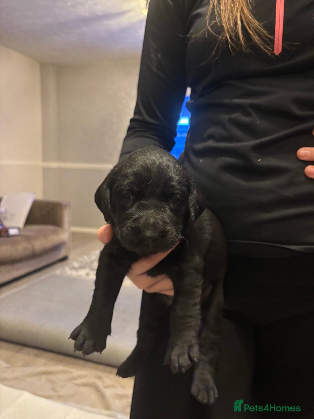 Labrador Retriever dogs for sale: 7 beautiful Labrador puppies red and black  - Advert 10