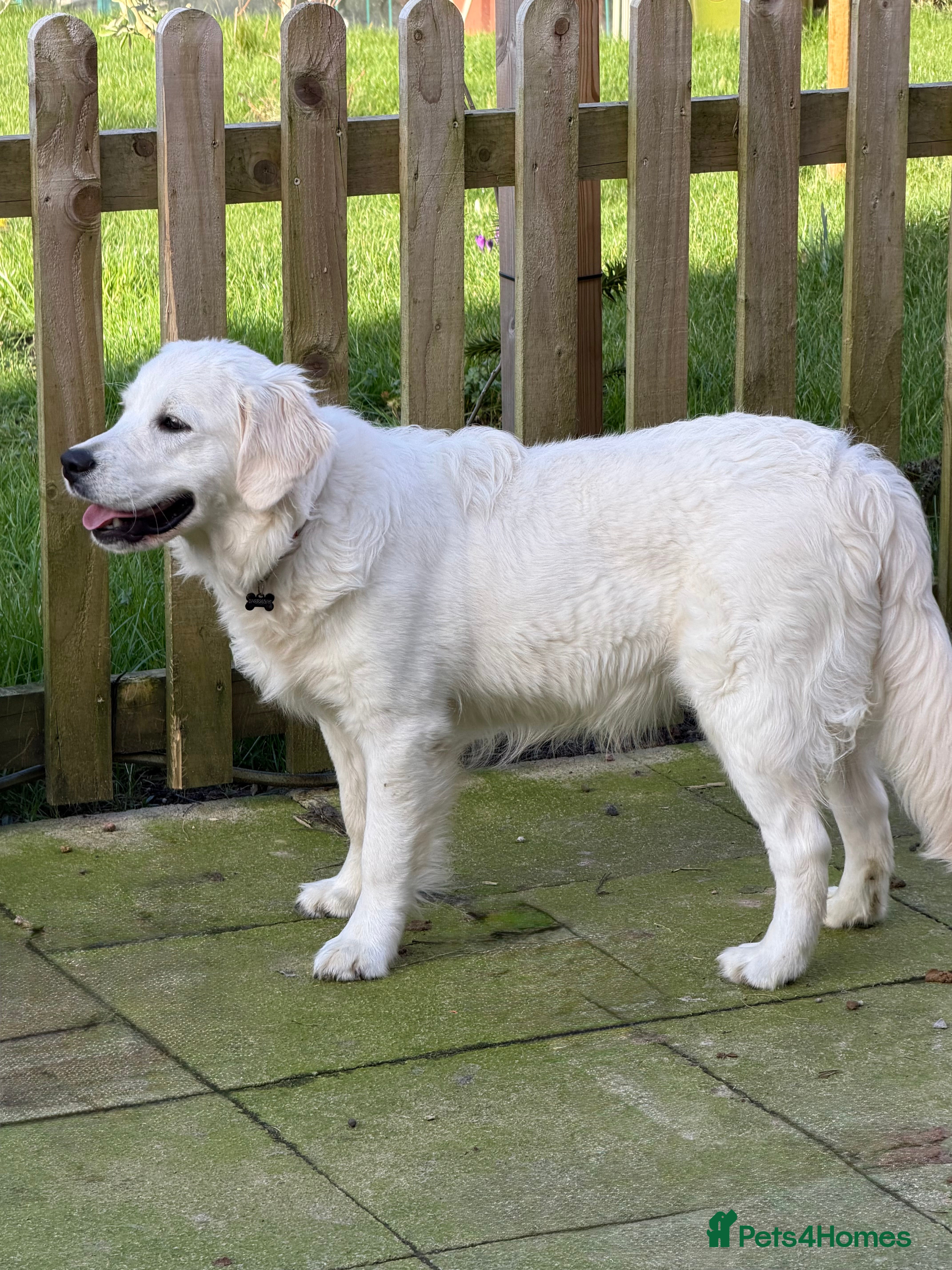 Golden Retriever dogs KC reg 9 mth old Golden Retriever- Female cream - Advert 1