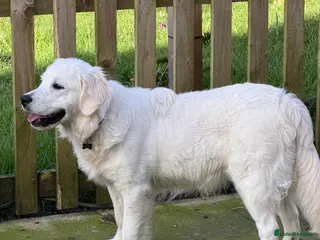 Golden Retriever dogs KC reg 9 mth old Golden Retriever- Female cream - Advert 1