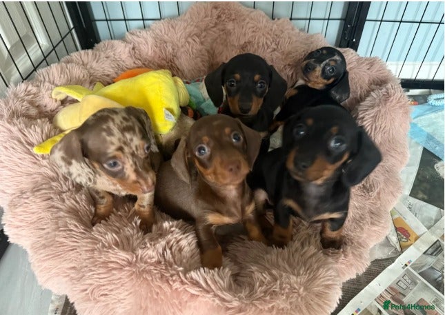 Miniature Dachshund dogs Exquisite Miniature Dachshunds - Advert 1