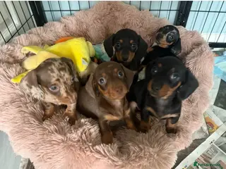 Miniature Dachshund dogs Exquisite Miniature Dachshunds - Advert 1