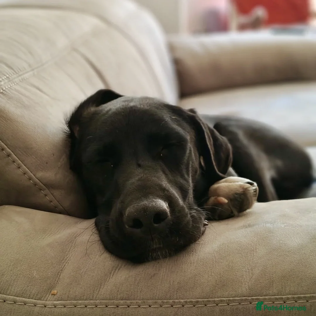 Mixed Breed dogs for adoption: Enzo (Labrador/Pointer mix) - Image 5