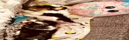 Cavalier King Charles Spaniel dogs for sale: Male and female Tri cavalier  - Advert 21