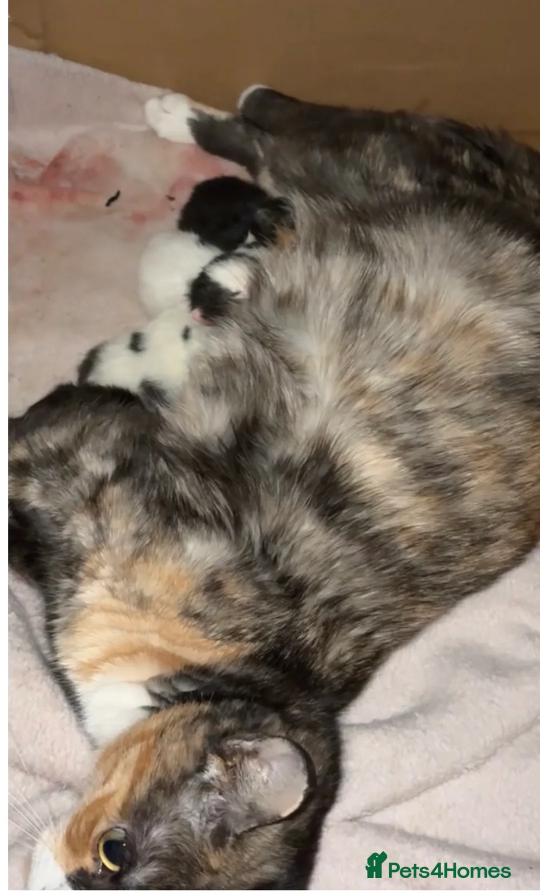 Mixed Breed cats for sale: ✨ 5 BEAUTIFUL KITTENS READY 26th MAY ✨ - Advert 2