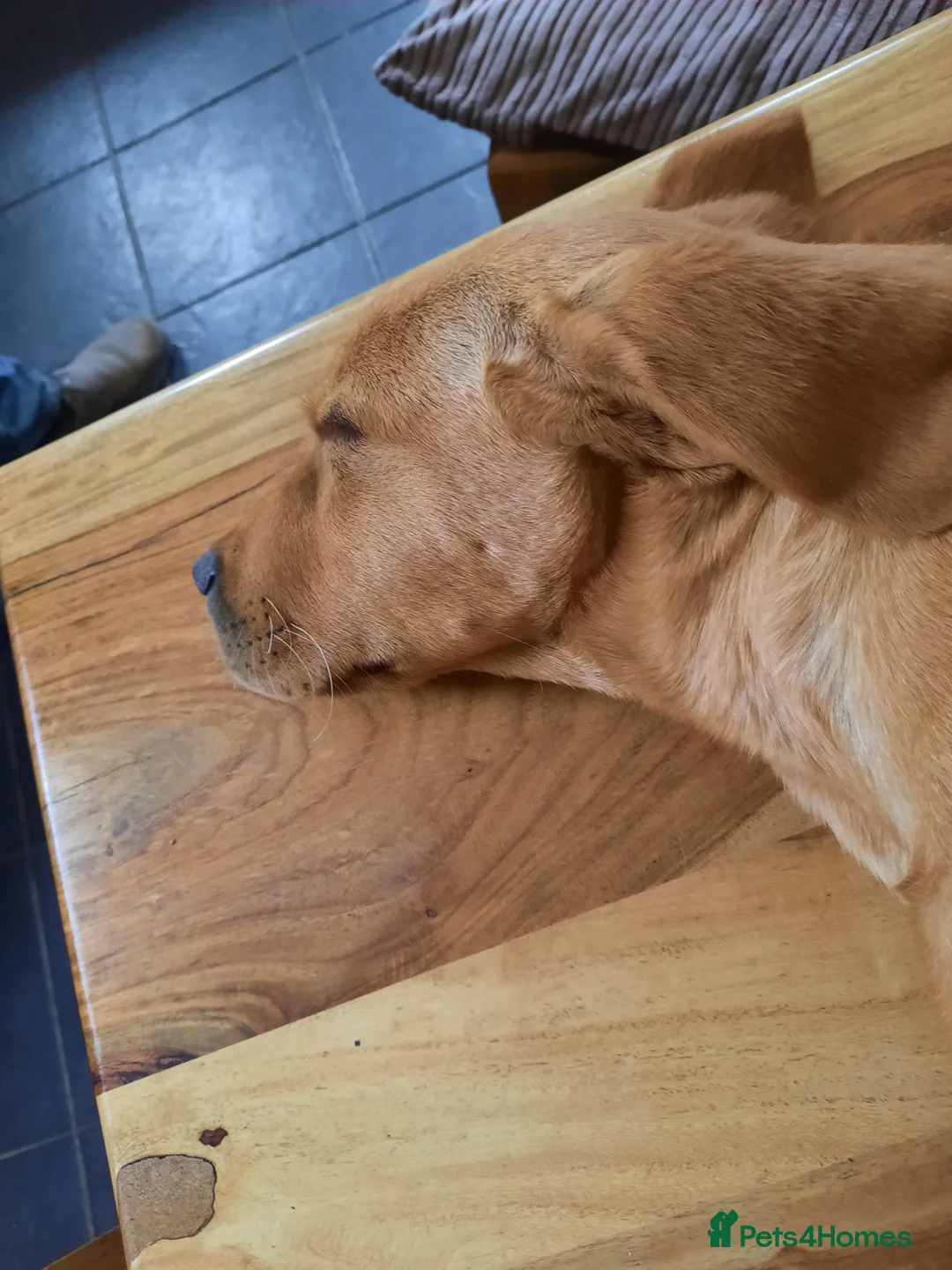 Labrador Retriever dogs for stud: KC Registered Labrador Stud Scooby in March - Advert 5