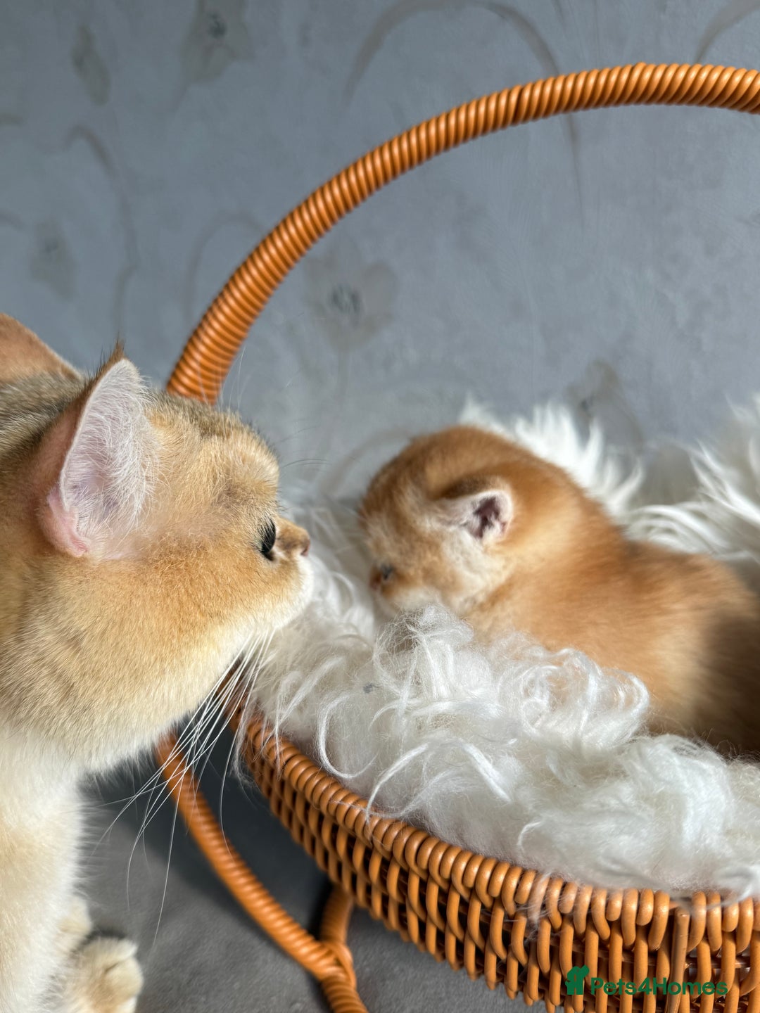 British Shorthair cats for sale: 🌟 Last two beautiful  Golden BSH girls 🌟 - Advert 25