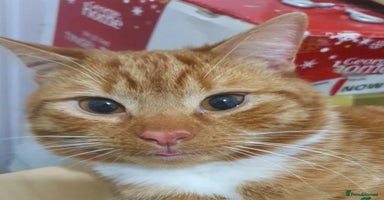 Mixed Breed cats - Advert 10