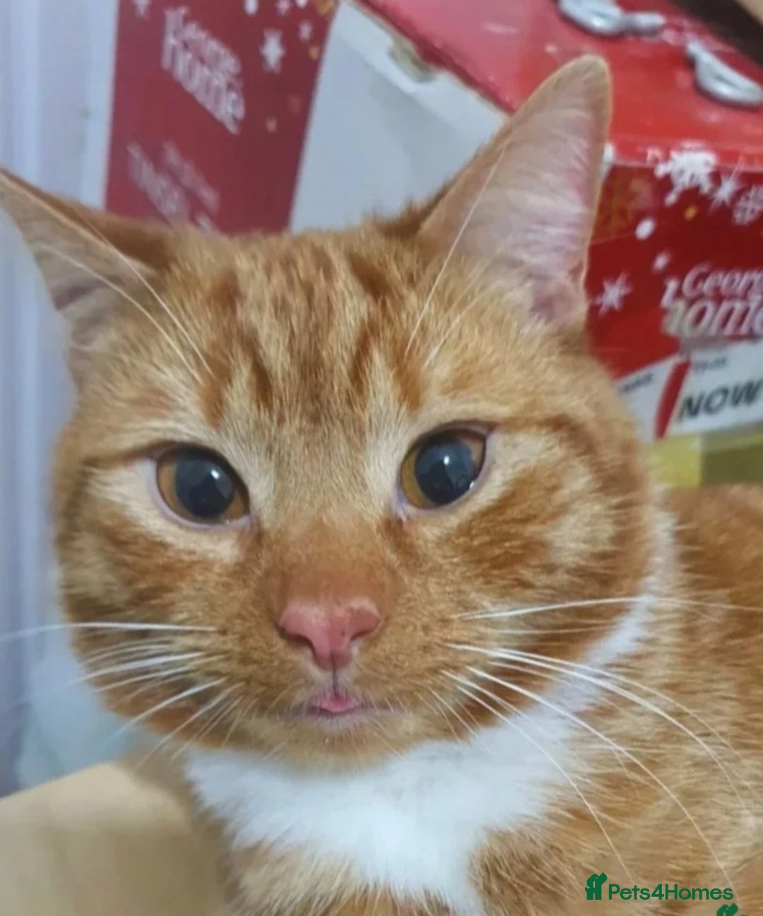 Mixed Breed cats for sale: Rehoming gizmo and ash  - Image 2