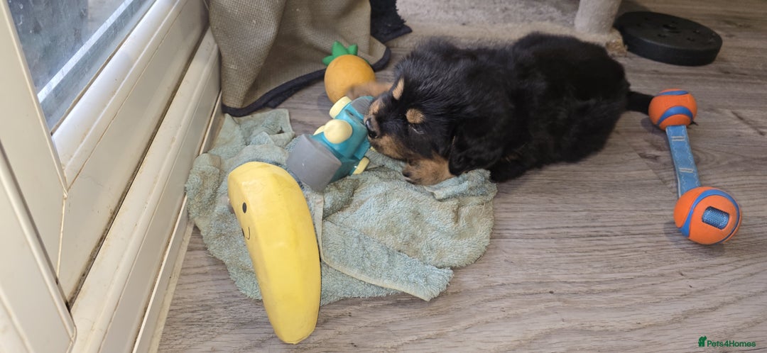 Tibetan Mastiff dogs for sale: Tibetan mastiff puppies  - Advert 4