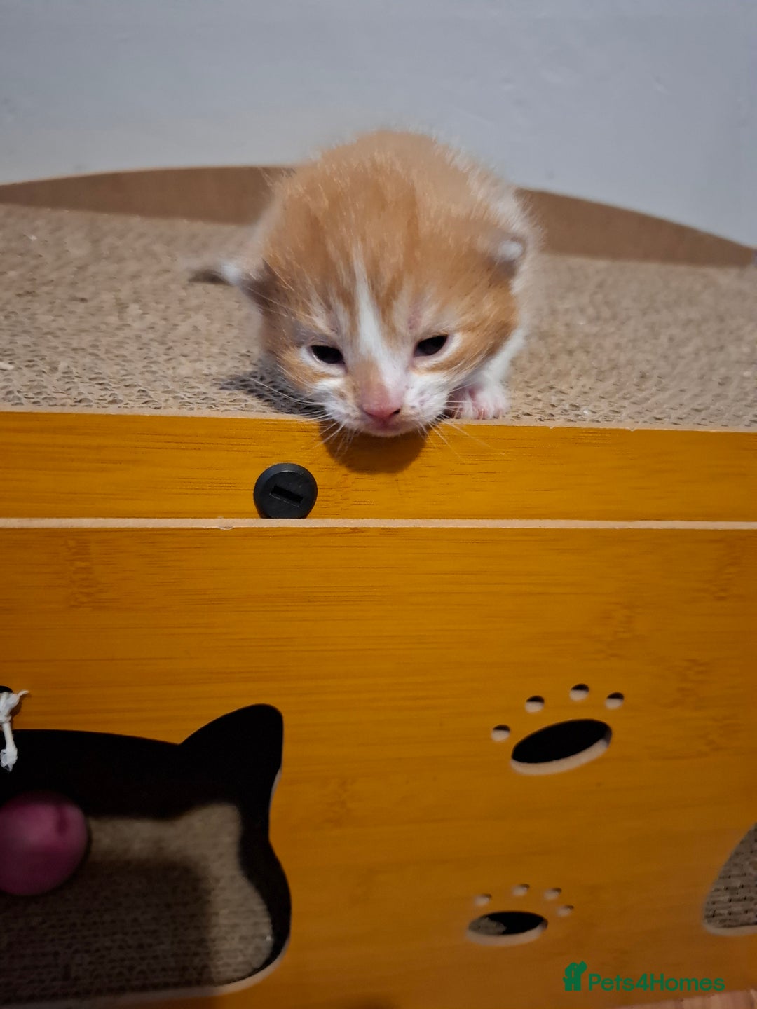 Mixed Breed cats for sale: Beautiful kittens - Advert 9