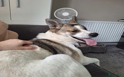 Akita dogs for sale: Loving Akita Purebred Girl - Image 4