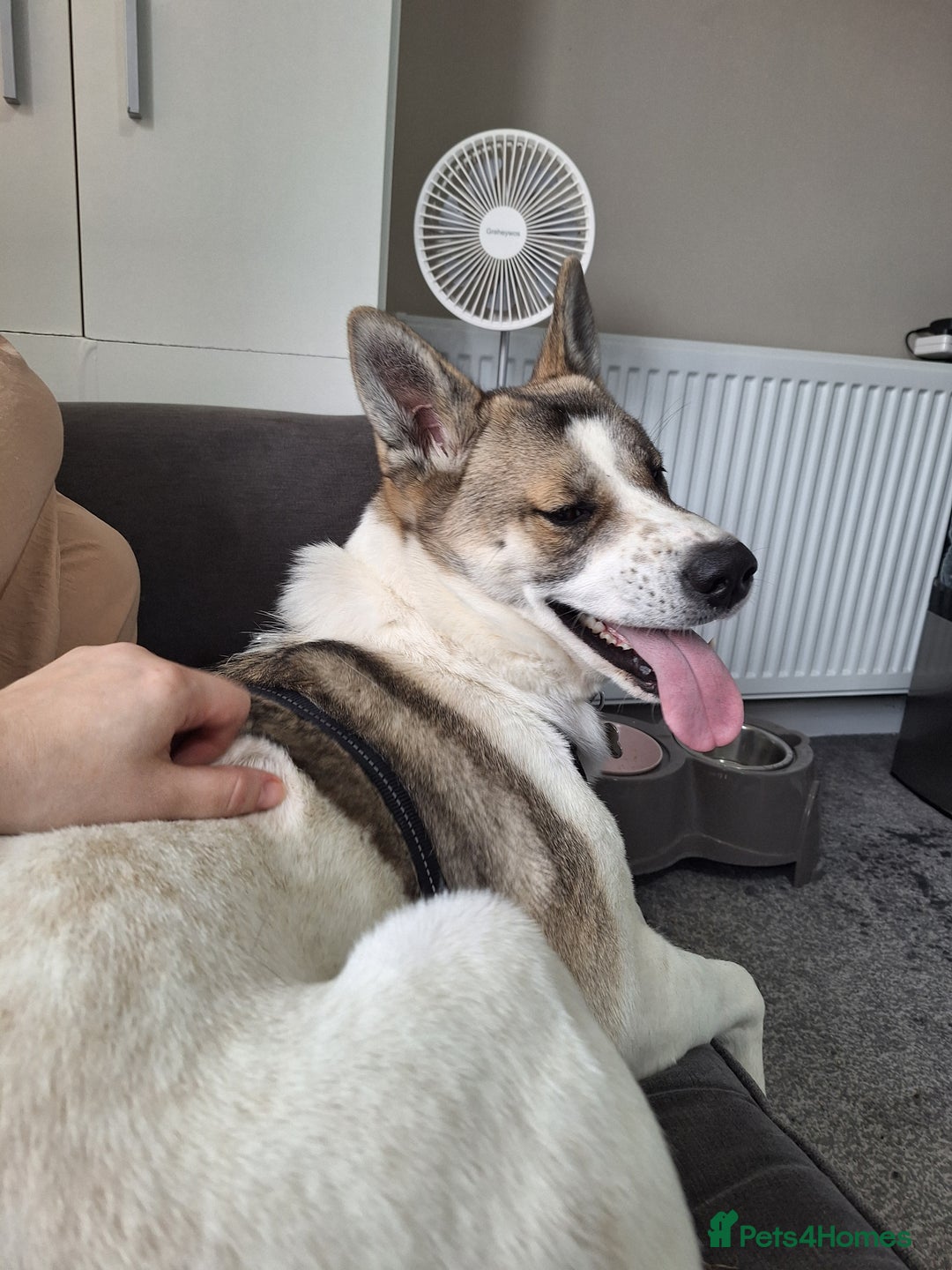 Akita dogs for sale: Loving Akita Purebred Girl - Image 4