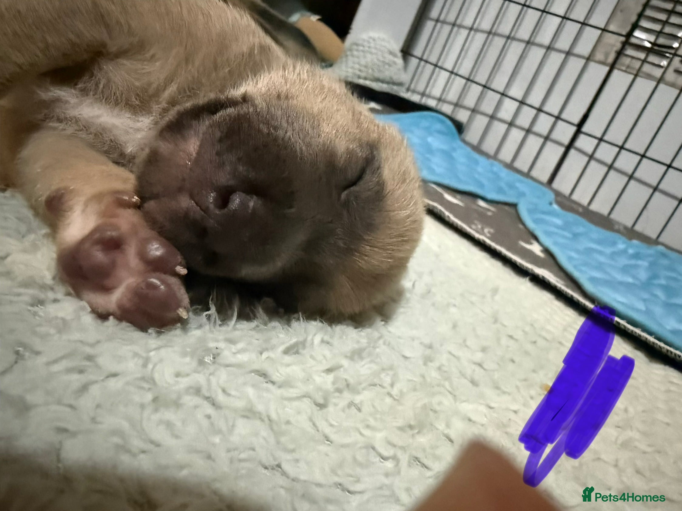 Mixed Breed dogs German shepherd x American bully puppy’s  - Advert 2