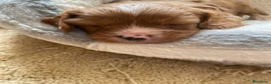 Cavapoo 2