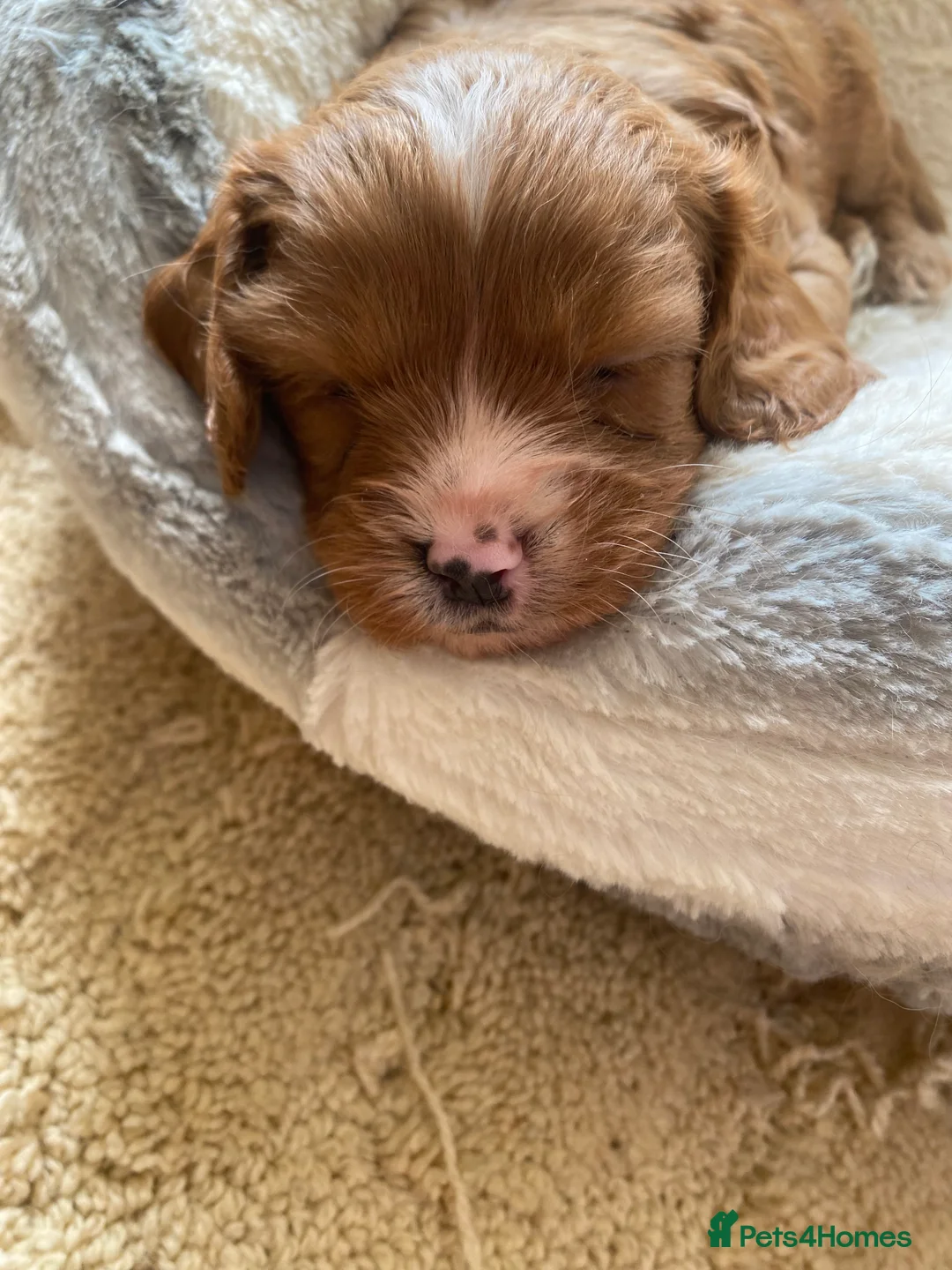 Cavapoo dogs for sale: Red Cavapoo babies - Advert 25