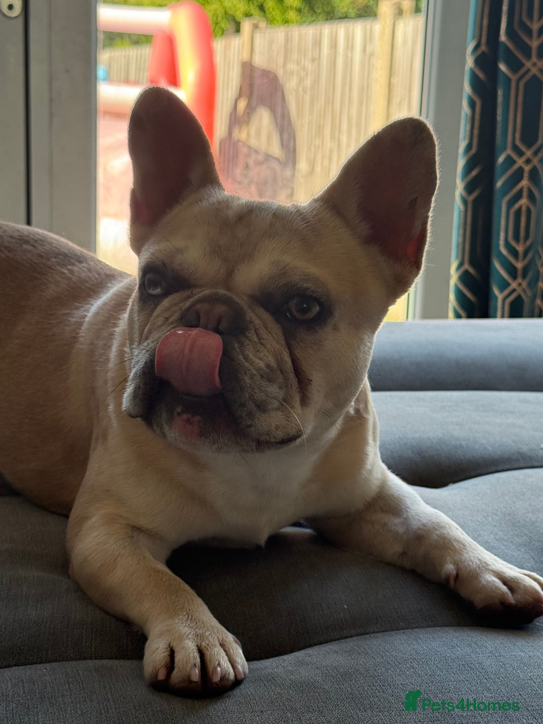 French Bulldog dogs for sale: Met our beautiful boy  - Image 2