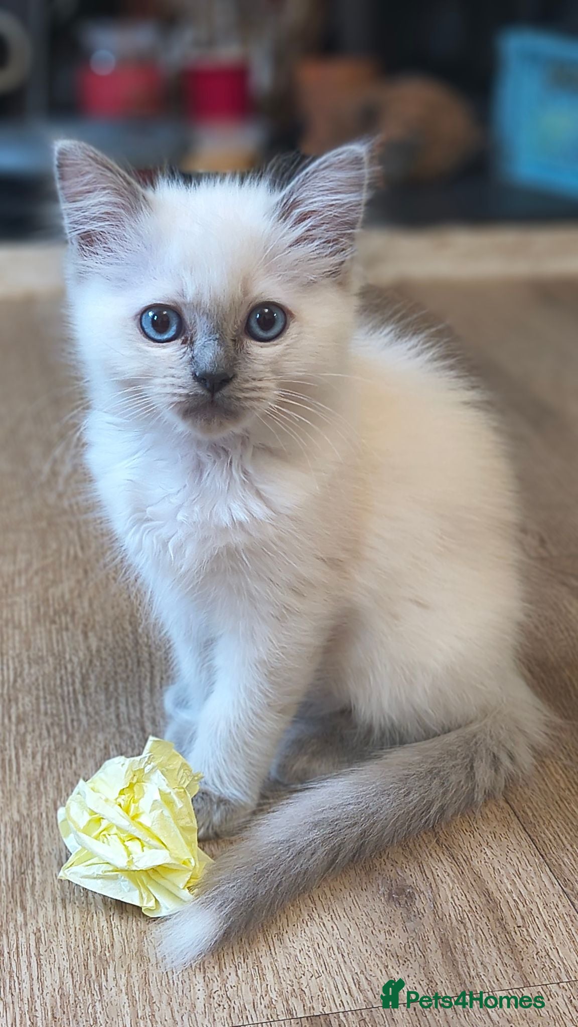 Ragdoll cats Gorgeous little of Ragdolls  - Advert 2