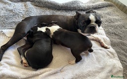 Boston Terrier dogs for sale: KC  Registered 🐕❤️🏠 Puupy 🐕💙🏠Boston Terrier  - Image 14