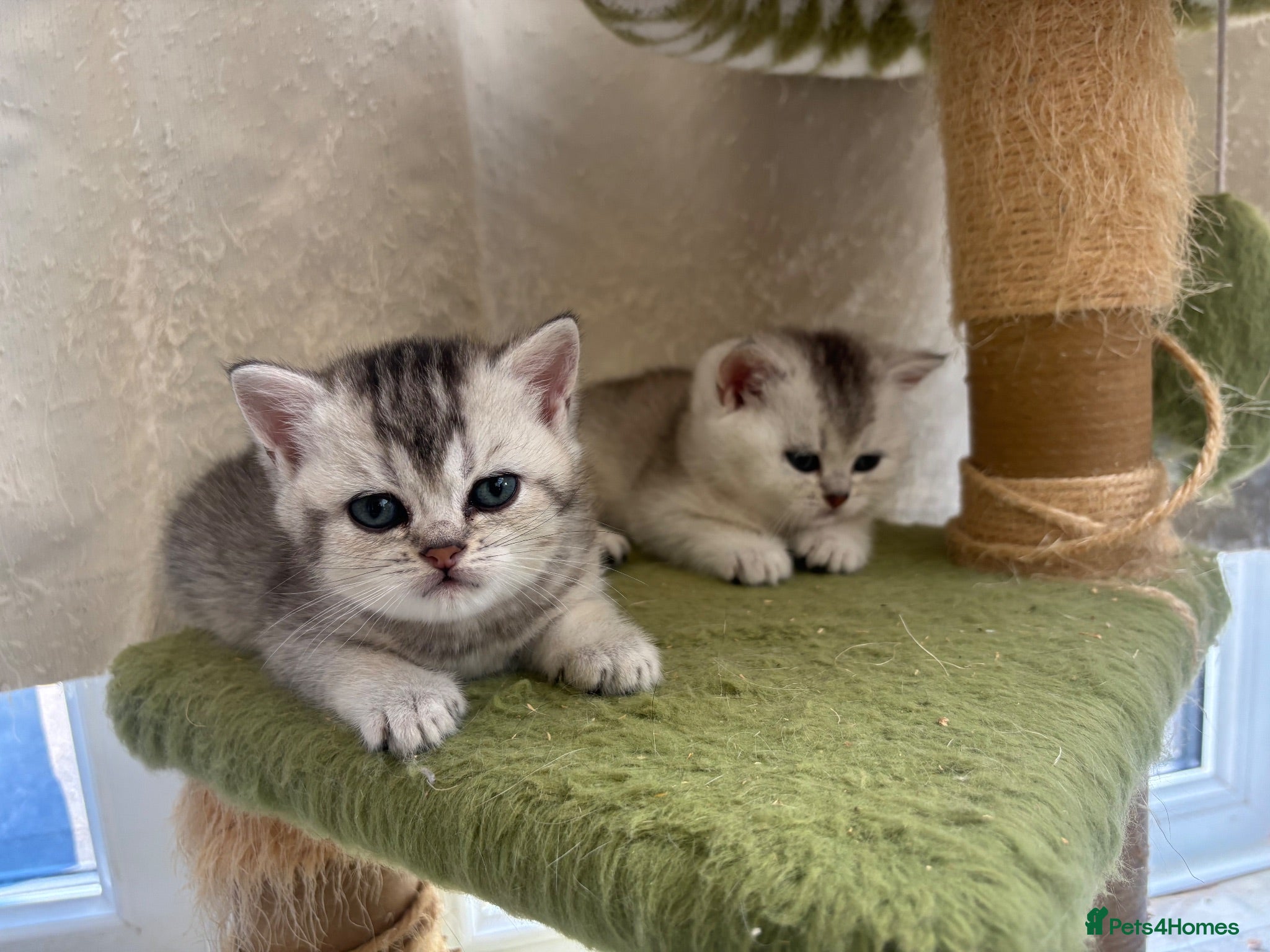 British Shorthair cats 🌟 Gorgeous GCCF  British Shorthair Kittens  - Advert 2