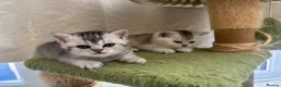 British Shorthair cats for sale: 🌟GCCF British short hair Silver chinchilla boys - Advert 5