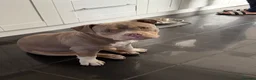 American Bully dogs for sale: Kane - American Pocket Bully  in London - Advert 4