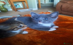 Mixed Breed cats for sale: 3 BEAUTIFUL KITTENS 😸 AVAILABLE STRAIGHT AWAY  - Advert 18