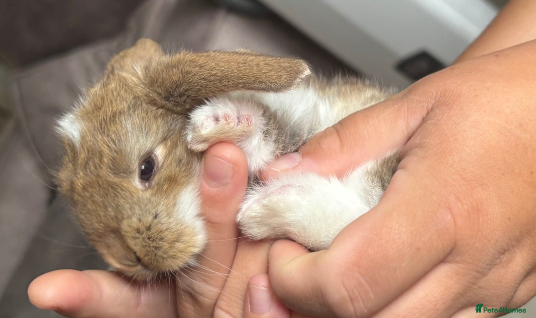 French Lop rabbits for sale: Giant French lop July babies! 🤍 - Image 4