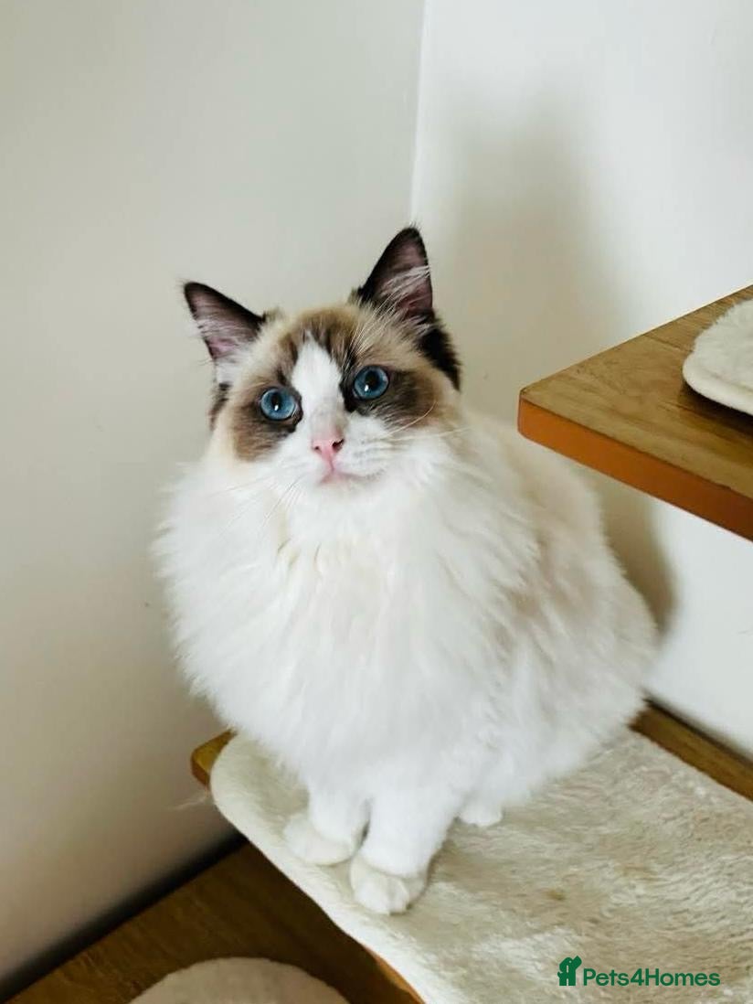 Ragdoll cats Beautiful ragdoll male - Advert 1