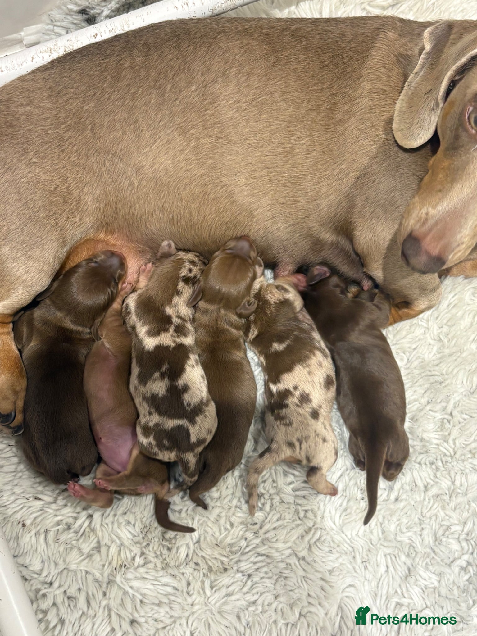 Dachshund dogs Beautiful littler of dachshund puppies  - Advert 5